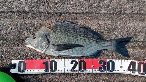 クロダイの釣果