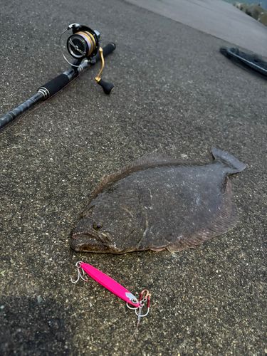 ヒラメの釣果