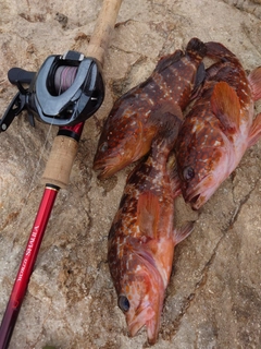 キジハタの釣果