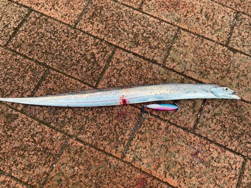 タチウオの釣果