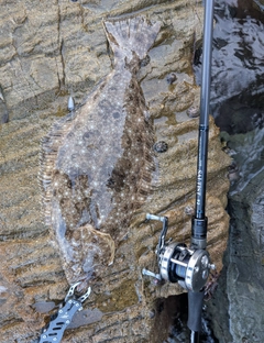 ヒラメの釣果