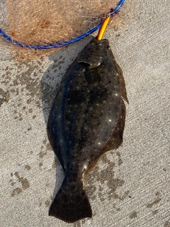 ヒラメの釣果