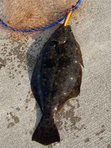ヒラメの釣果