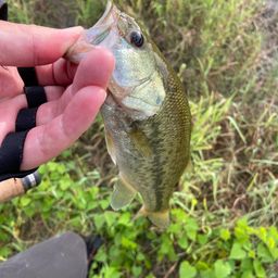 ラージマウスバス