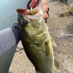 ラージマウスバス