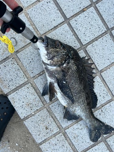 クロダイの釣果