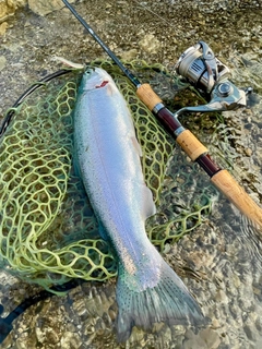 ニジマスの釣果