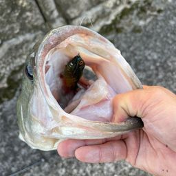 ブラックバス
