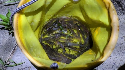 テナガエビの釣果