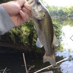 ラージマウスバス