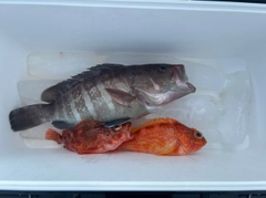 マハタの釣果