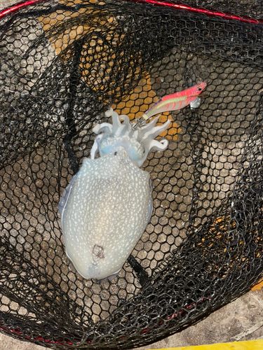 シリヤケイカの釣果