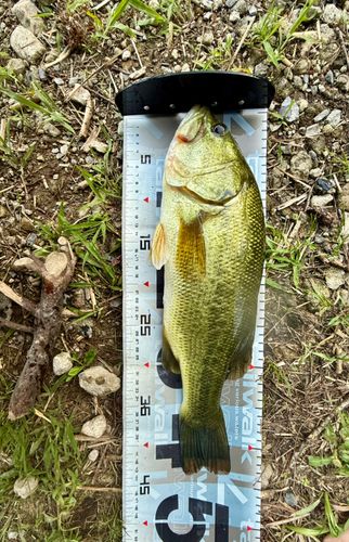 ラージマウスバスの釣果