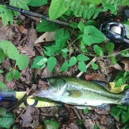 ラージマウスバス