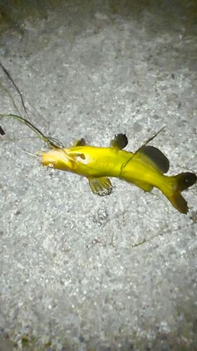 アメリカナマズの釣果