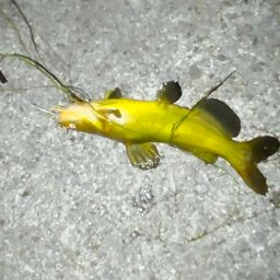 アメリカナマズ