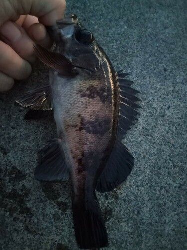 メバルの釣果