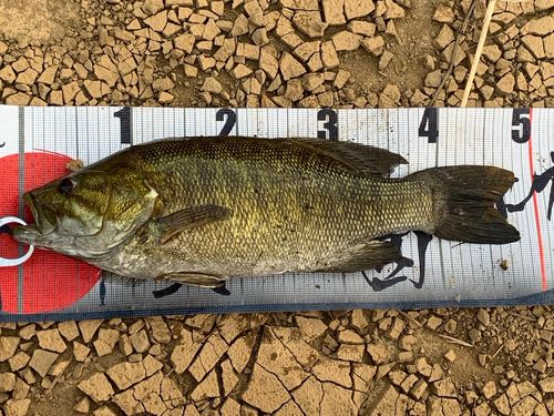 スモールマウスバスの釣果