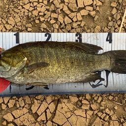 スモールマウスバス