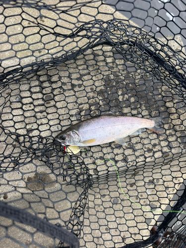 ニジマスの釣果