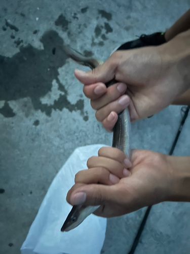 クロアナゴの釣果