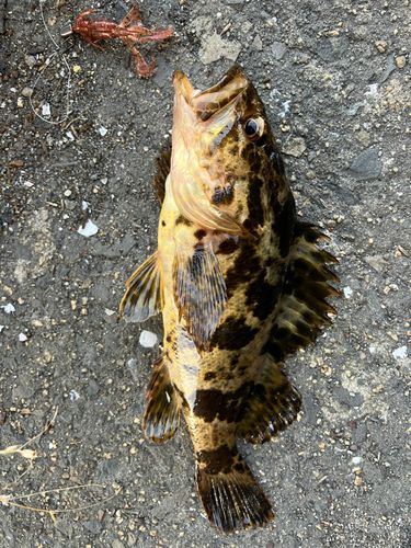 タケノコメバルの釣果