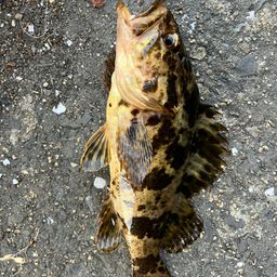 タケノコメバル