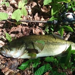 ラージマウスバス