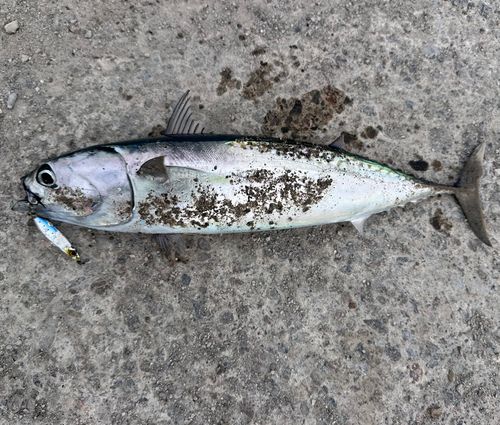 マルソウダの釣果