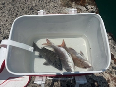 チヌの釣果