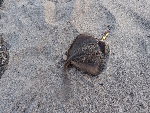 エイの釣果