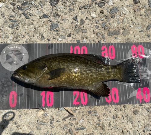スモールマウスバスの釣果