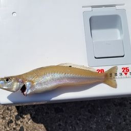 シロギス
