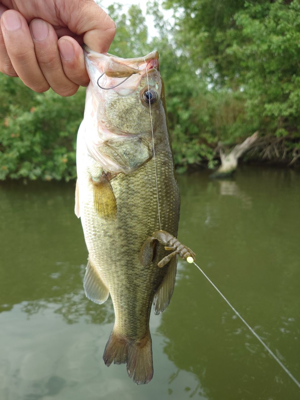 ラージマウスバス