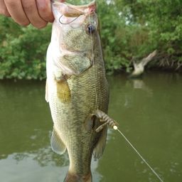 ラージマウスバス