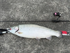 サクラマスの釣果