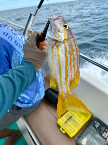 フエダイの釣果