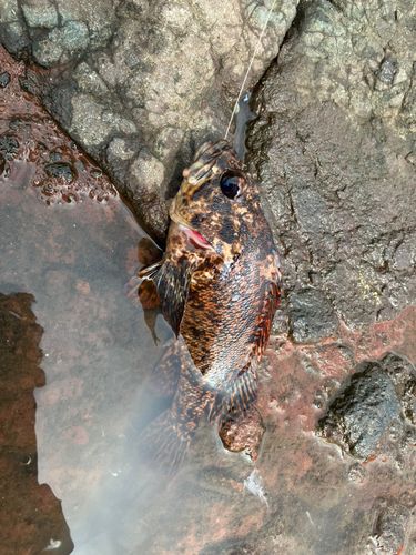 ムラソイの釣果