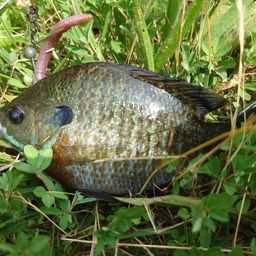 ブルーギル