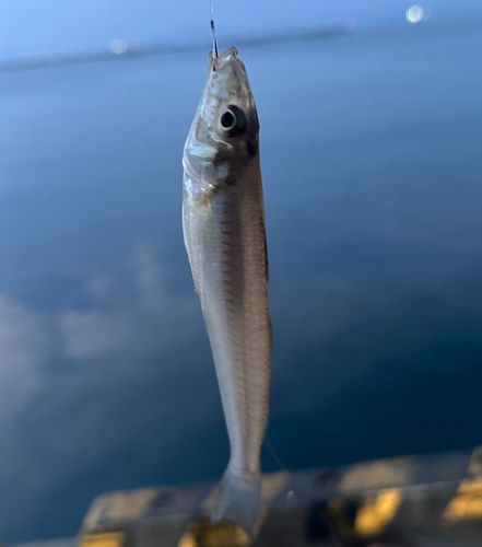 シロギスの釣果