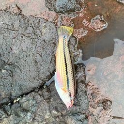 ベラ