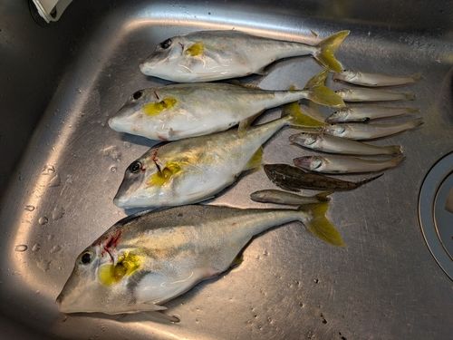 ギマの釣果