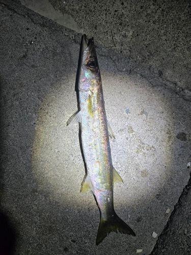カマスの釣果