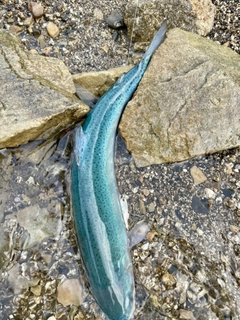 ニジマスの釣果