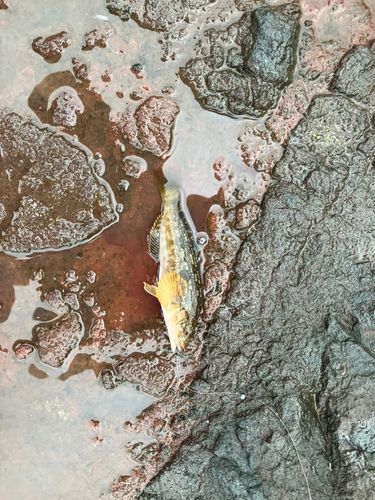 アイナメの釣果