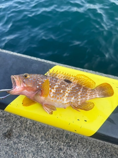 キジハタの釣果