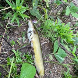 ナマズ