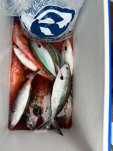 グルクンの釣果