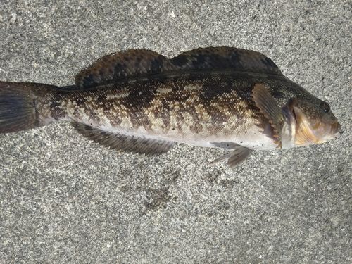 アイナメの釣果