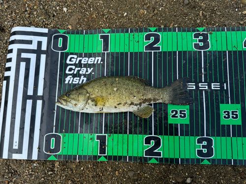 スモールマウスバスの釣果